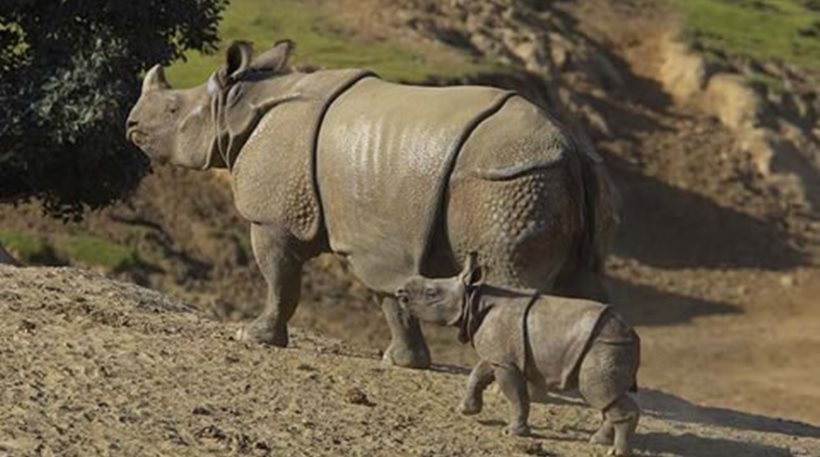 Η ανακάλυψη τριών μωρών ρινόκερων της Ιάβας αυξάνουν τις ελπίδες για την επιβίωση του είδους
